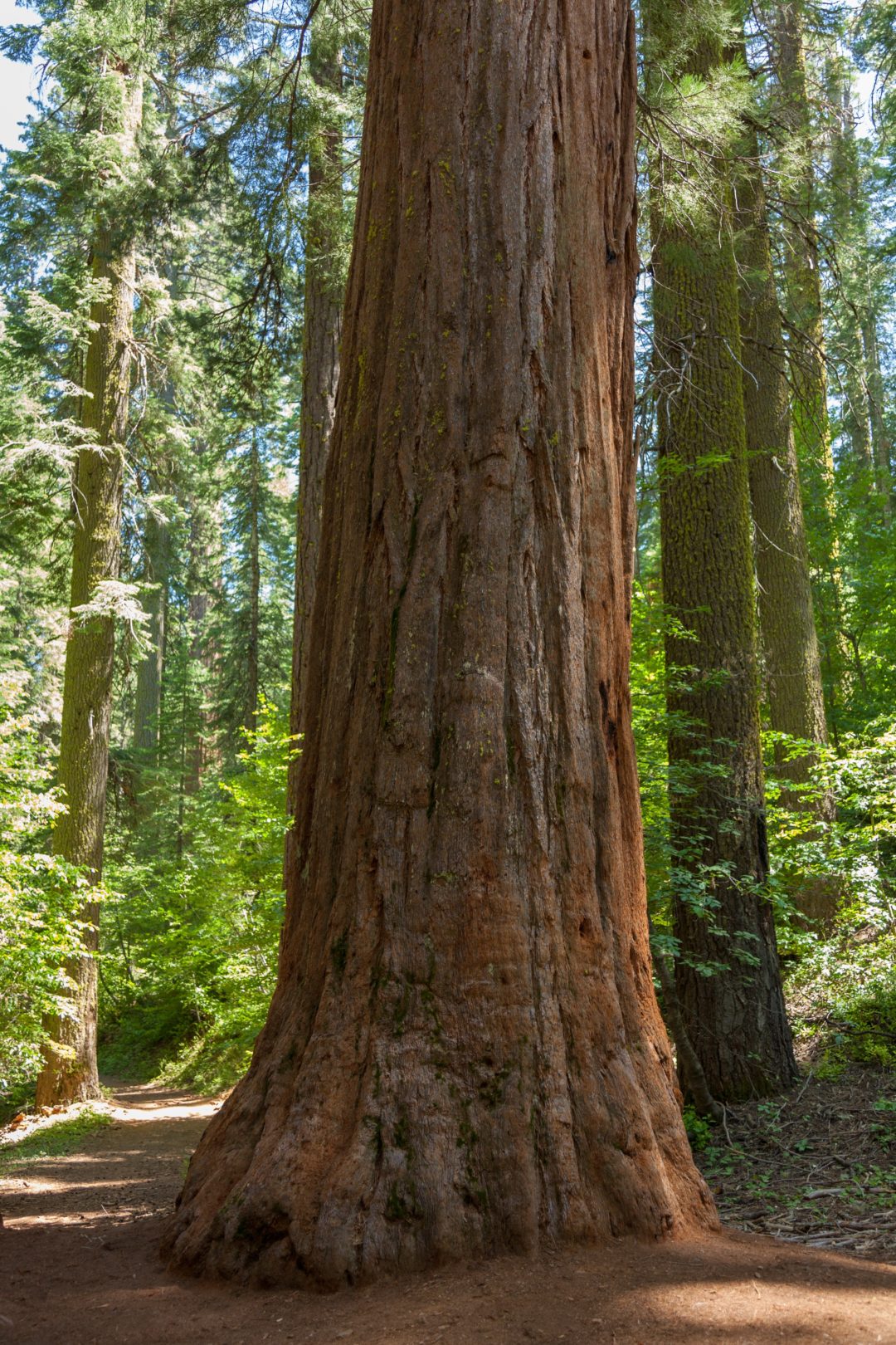 14791802 – yosemite national park – mariposa grove redwoods ...